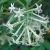 tuberose-Flower