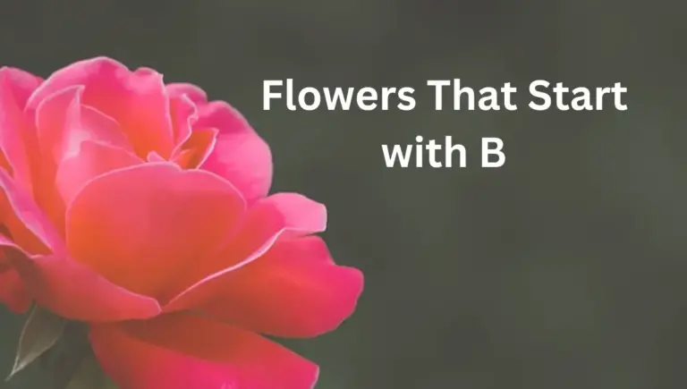 10 Flowers that start with B