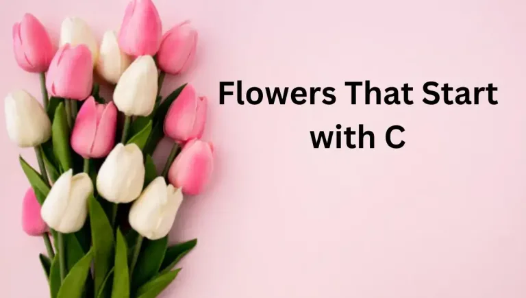 10 Elegant Flowers that start with C