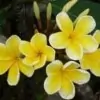 Golden-Frangipani-flower