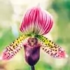 Ladys slipper orchid