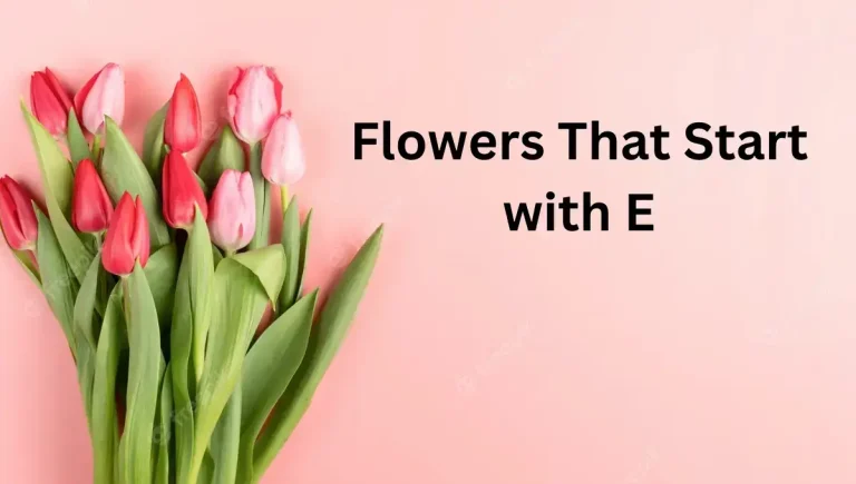 10 Beautiful Flowers that start with E