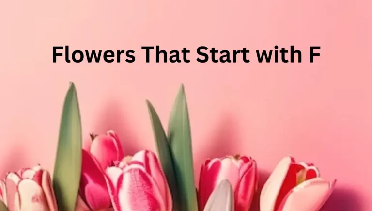 Top 10 Common Flowers that start with F