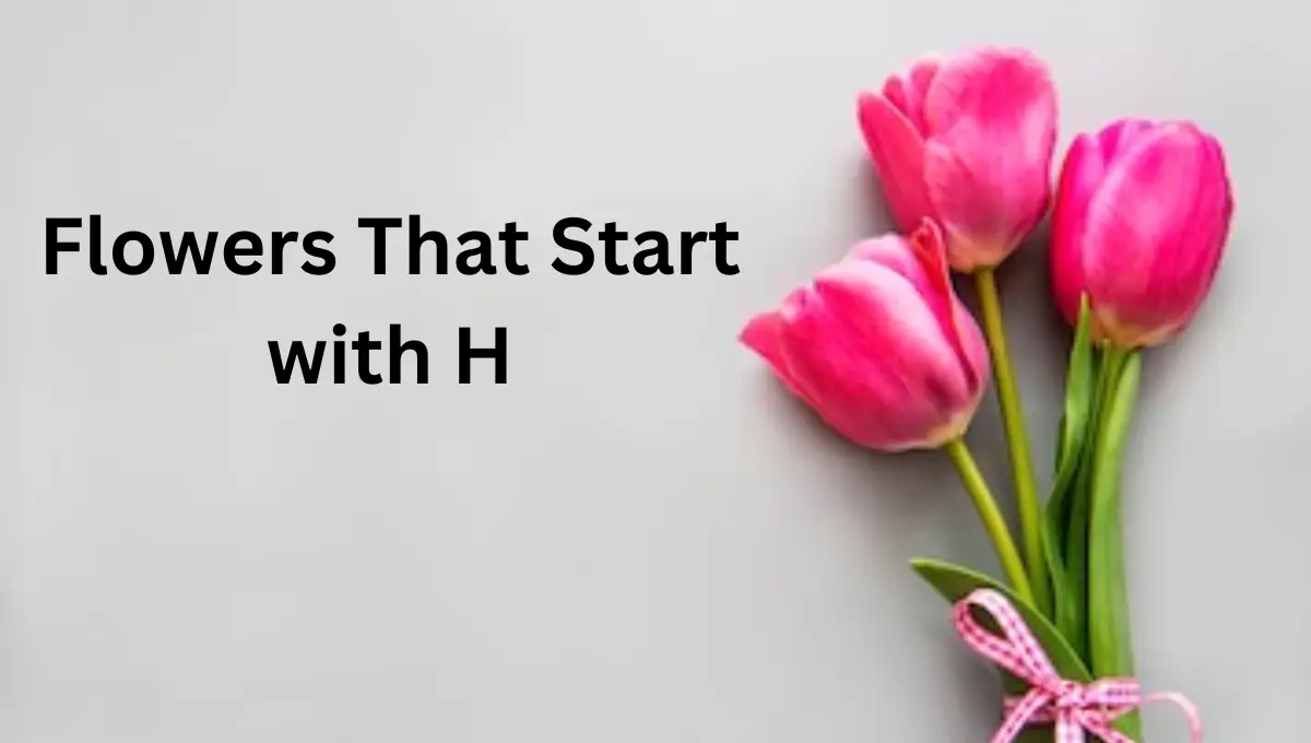 flowers start with h