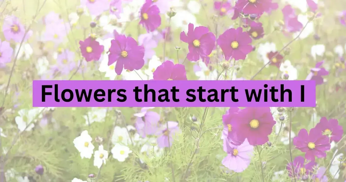 Flowers start with I