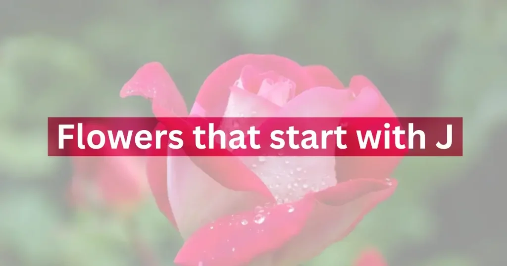 flowers that start with J
