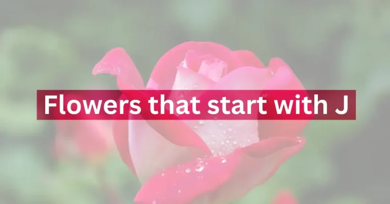 10 Beautiful flowers that start with J